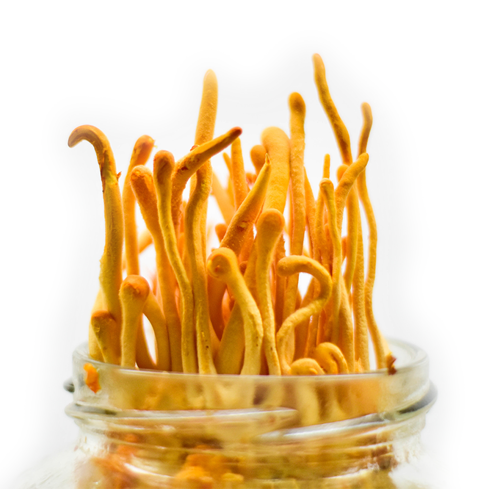 Cordyceps